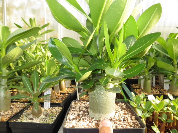 "Arabicum Black Dragon"